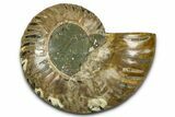 Cut & Polished Ammonite Fossil (Half) - Madagascar #377598-1